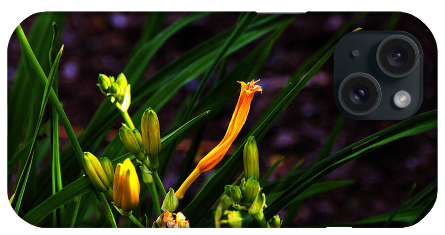 Flowers iPhone Case featuring the photograph Tiger Lilliy Bud by David Frederick