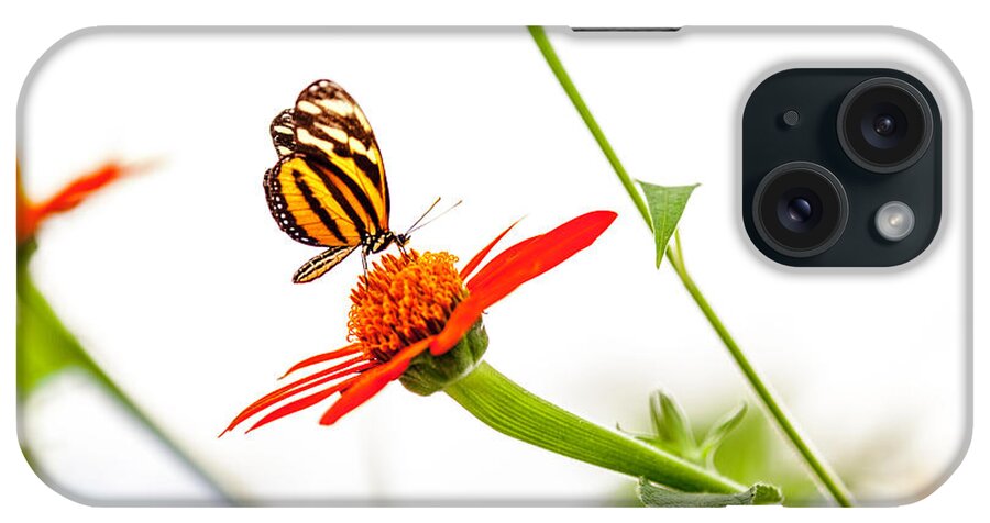 Butterfly iPhone Case featuring the photograph tigerwing at plus 1EV by Edward Kreis