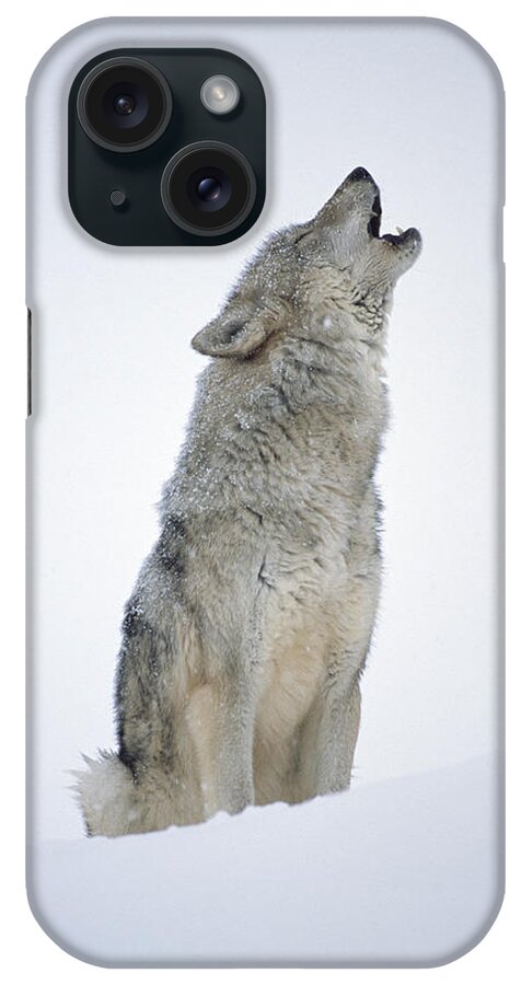 00174271 iPhone Case featuring the photograph Timber Wolf Portrait Howling In Snow by Tim Fitzharris