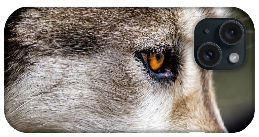 Animal iPhone Case featuring the photograph Timber Wolf Stare by Teri Virbickis