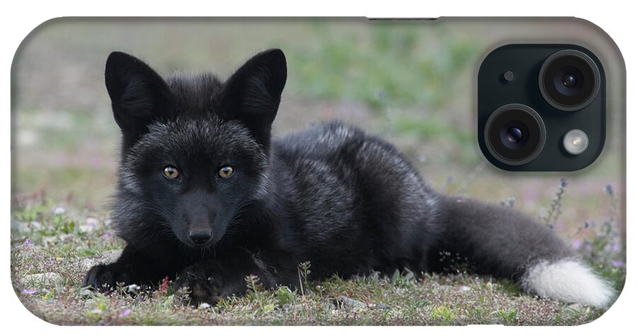 Fox iPhone Case featuring the photograph Here's looking at you by Elvira Butler