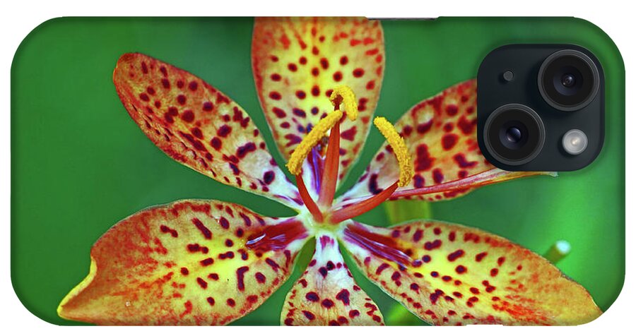 Flower iPhone Case featuring the photograph Tiny tropical Lily by Larry Nieland