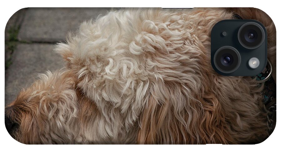  iPhone Case featuring the photograph Tired by Jacqui Boonstra