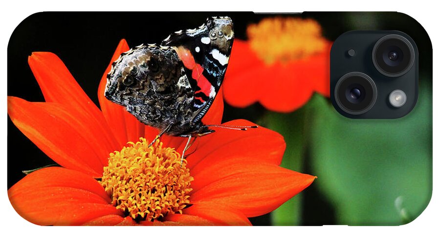 Butterfly iPhone Case featuring the photograph Tithonia Loving Red Admiral by Debbie Oppermann