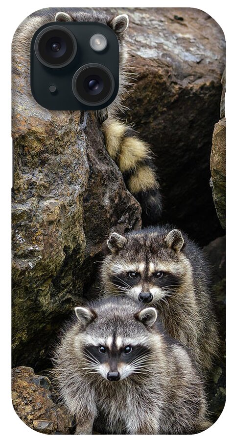 Raccoon iPhone Case featuring the photograph Tne Raccons by Jerry Cahill