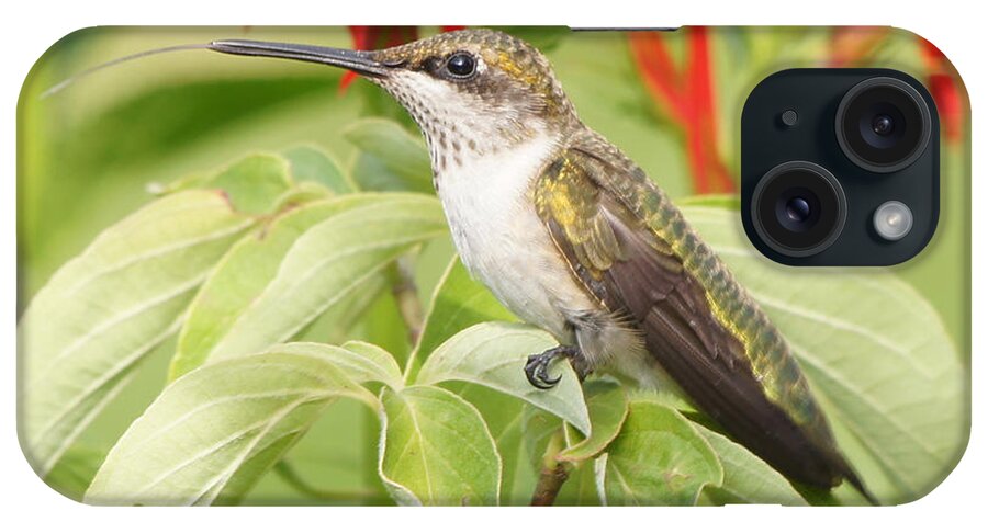 Hummingbird iPhone Case featuring the photograph Tongue n Beak Hummingbird by Robert E Alter Reflections of Infinity