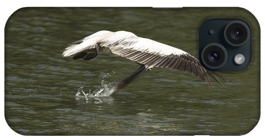 Pelican iPhone Case featuring the photograph Touch Down by Ramabhadran Thirupattur
