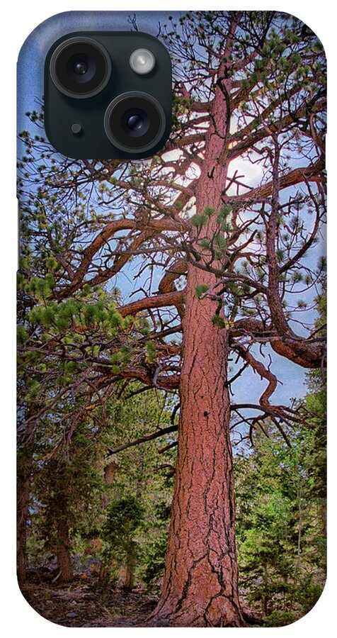 Tree iPhone Case featuring the photograph Tree Cali by Paul Vitko