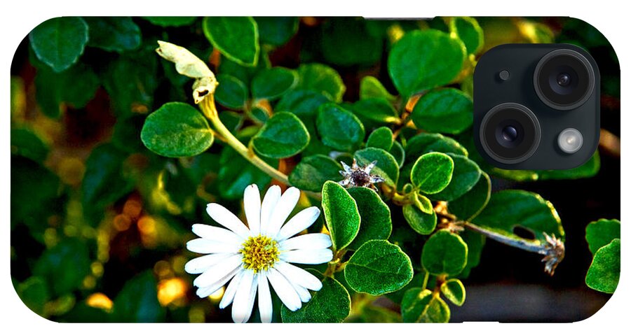Flora iPhone Case featuring the photograph Tree Daisy by Miroslava Jurcik