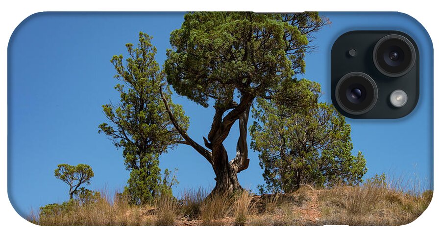 Theodore Roosevelt National Park iPhone Case featuring the photograph Tree Family by Bob Phillips
