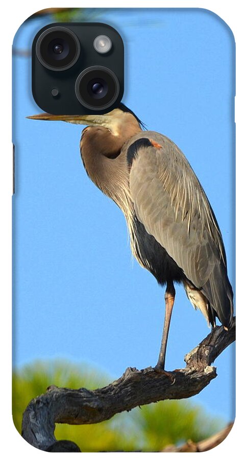 Great Blue Heron iPhone Case featuring the photograph Treetop Great Blue Heron by Carla Parris