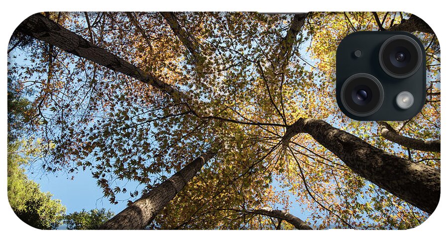 Tree iPhone Case featuring the photograph Treetops of maple trees in Autumn by Michalakis Ppalis