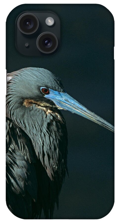 Tri Colored Heron iPhone Case featuring the photograph Tri Colored Heron Displaying Breeding Plumage by John Harmon