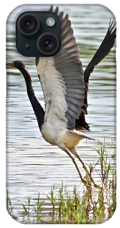 Bird iPhone Case featuring the photograph Tri Colored Heron Takeoff by Carol Groenen