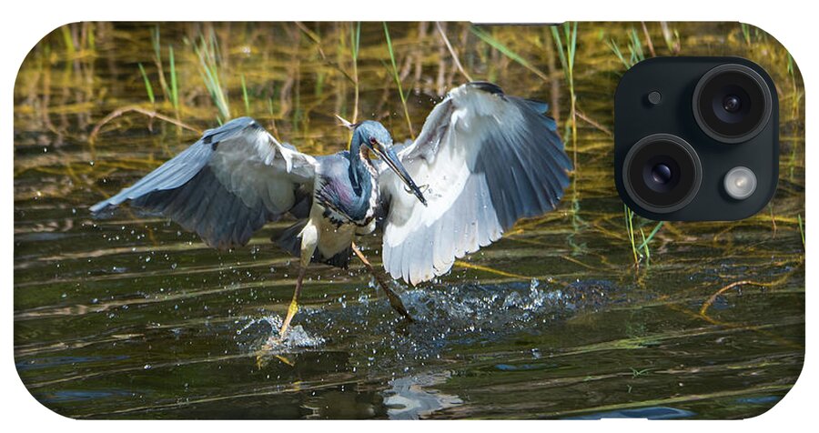 Tri-colored Heron iPhone Case featuring the photograph Tricolored Heron Dinner and Dancing by Artful Imagery