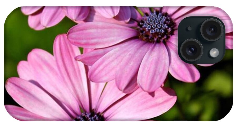 Daisy iPhone Case featuring the photograph Trip Daisies by Justin Connor
