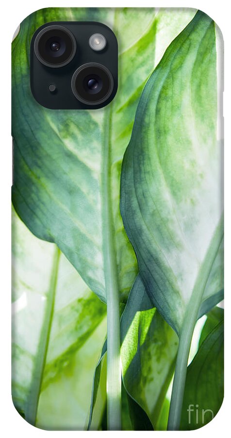 Summer iPhone Case featuring the painting Tropic Green Abstract by Mark Ashkenazi