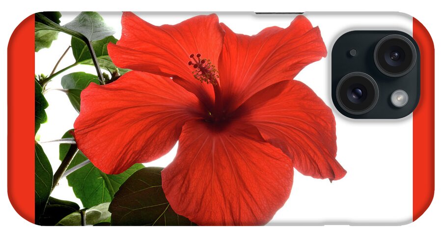 Hibiscus iPhone Case featuring the photograph Tropical Bloom. by Terence Davis