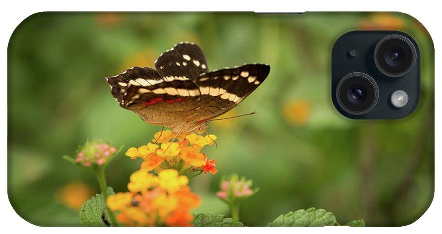 Butterfly iPhone Case featuring the photograph Tropical Butterfly by Ana V Ramirez