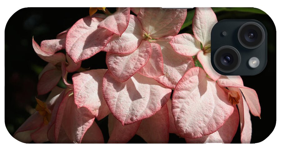 Pink Tropical Dogwood iPhone Case featuring the photograph Tropical Dogwood Flower Closeup by Carol Groenen