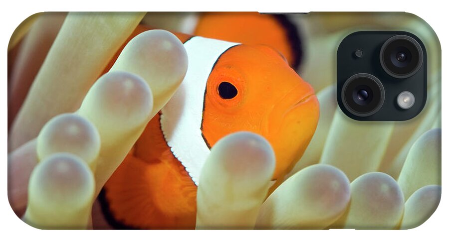 Clownfish iPhone Case featuring the photograph Tropical fish Clownfish by MotHaiBaPhoto Prints