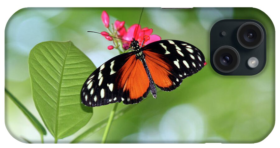 Tropical iPhone Case featuring the photograph Tropical Hecale Butterfly by Karen Adams