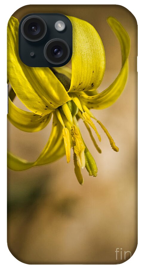 Dogtooth iPhone Case featuring the photograph Trout Lilly by Alana Ranney