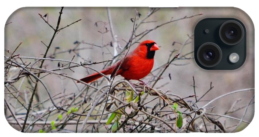 Cardinal iPhone Case featuring the photograph Troy by Eileen Brymer