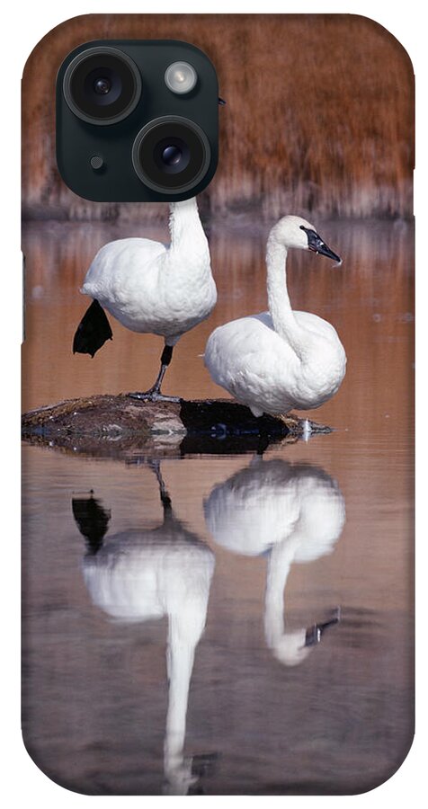 Mp iPhone Case featuring the photograph Trumpeter Swans Yellowstone by Michael Quinton