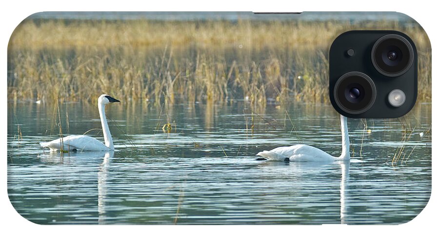 Swan iPhone Case featuring the photograph Trumpeter swans9732 by Michael Peychich