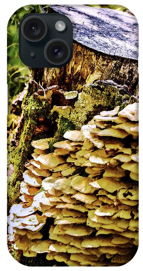Tree iPhone Case featuring the photograph Trunk and mushrooms by Alessandro Della Pietra