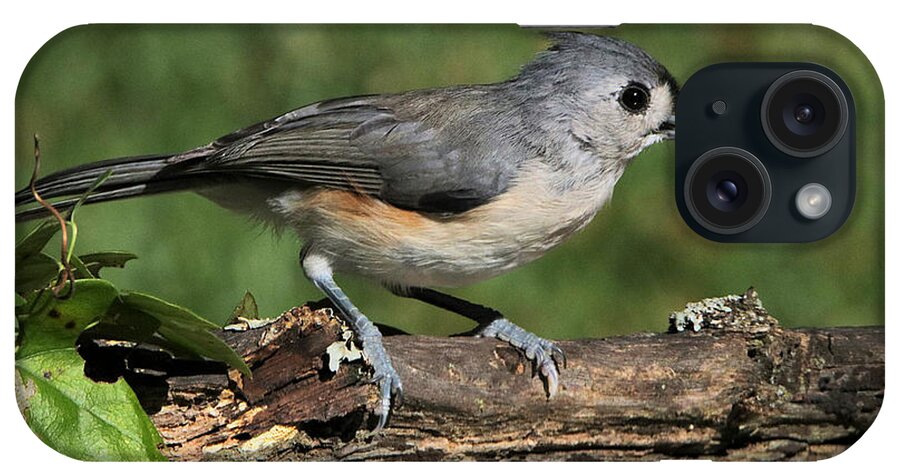 Nature iPhone Case featuring the photograph Tufted Titmouse on Tree Branch by Sheila Brown