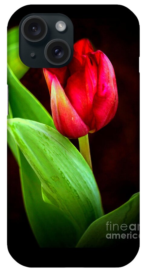 Tulip iPhone Case featuring the digital art Tulip Caught in The Light by Ian Gledhill