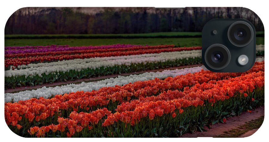 Tulip iPhone Case featuring the photograph Tulip Farm by Susan Candelario