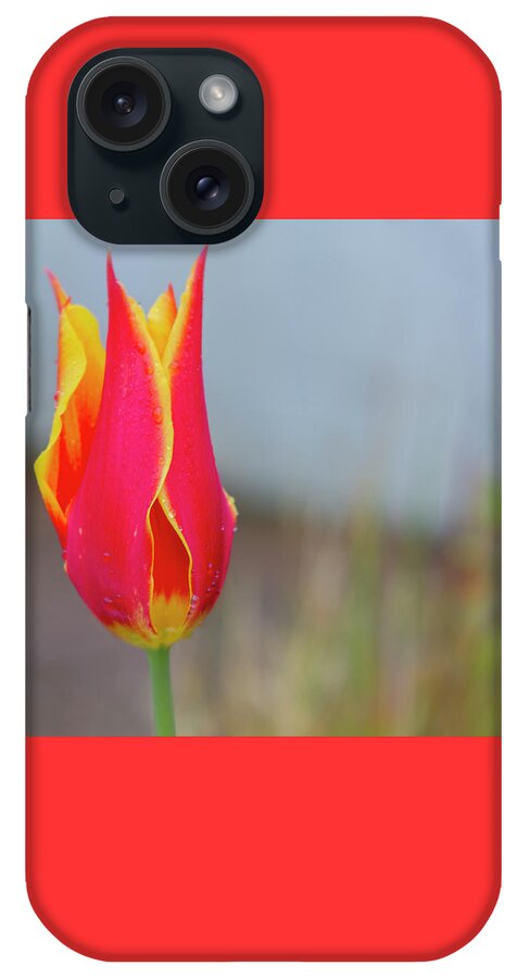 Tulip iPhone Case featuring the photograph Tulip Fire by Diane Fifield