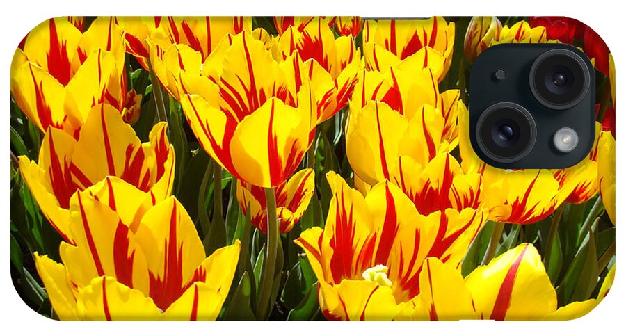 Tulip iPhone Case featuring the photograph Tulip Flowers Festival Yellow Red art prints Tulips by Patti Baslee