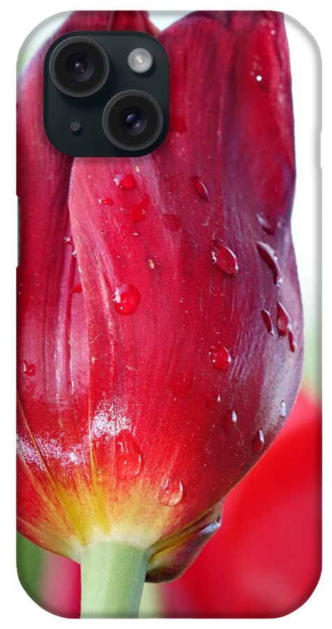 Tulips iPhone Case featuring the photograph Tulip with Dew by Michelle Joseph-Long