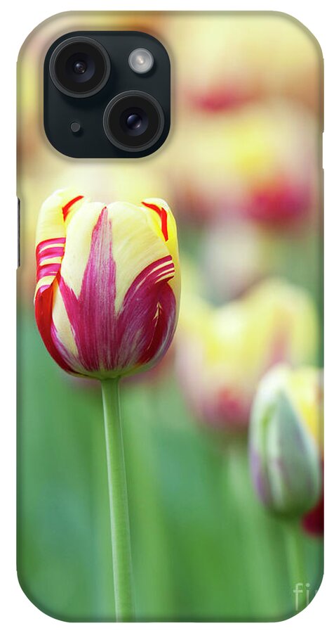 Tulip iPhone Case featuring the photograph Tulip World Expression by Tim Gainey