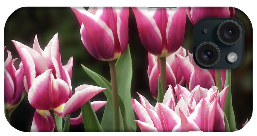   Tulips iPhone Case featuring the photograph Tulips bed by Kim Tran