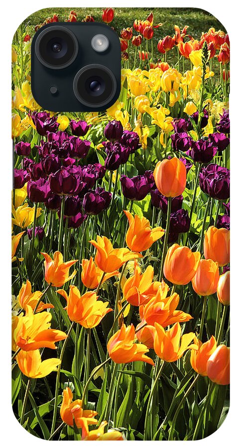 Tulips From Descanso Gardens iPhone Case featuring the photograph Tulips from Descanso Gardens by Viktor Savchenko