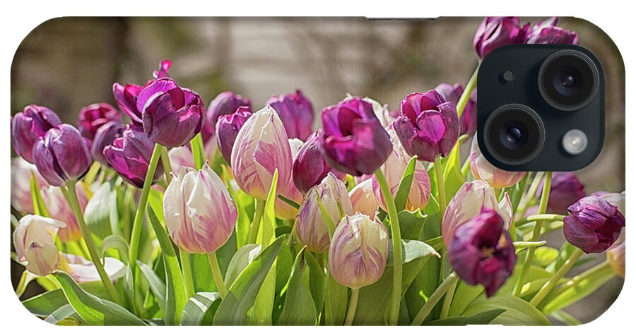 Dutch iPhone Case featuring the photograph Tulips in a bucket by Patricia Hofmeester