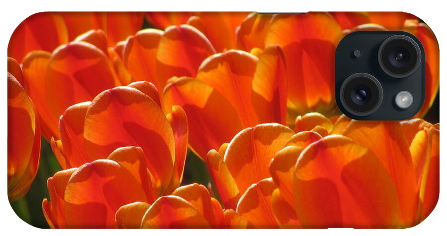 Flower iPhone Case featuring the photograph Tulips In Light by Alfred Ng