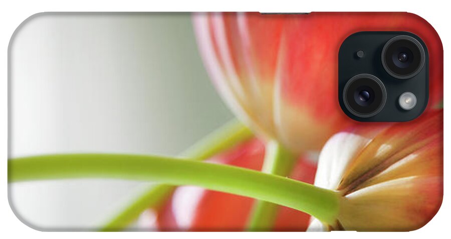 Floral iPhone Case featuring the photograph Tulips In The Morning by Theresa Tahara