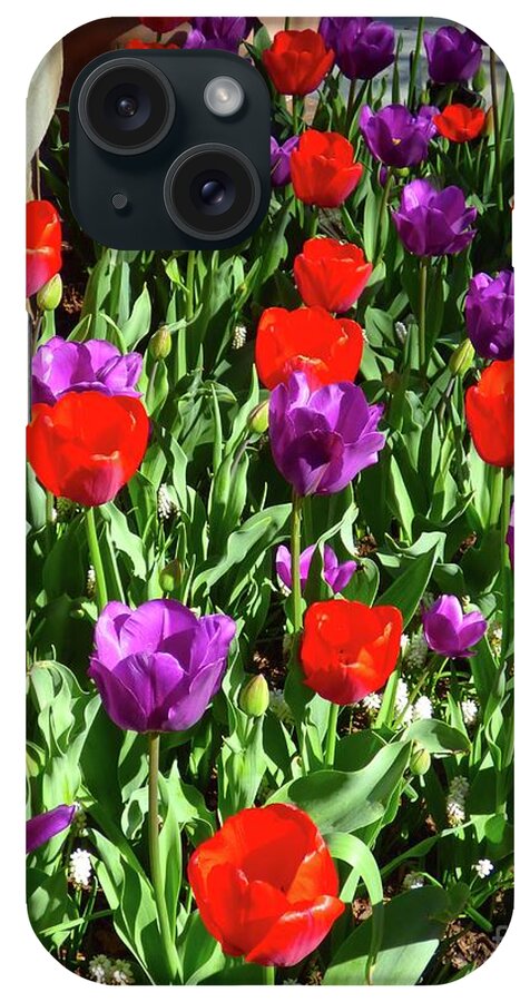 Tulip iPhone Case featuring the photograph Tulips by Jean Wright