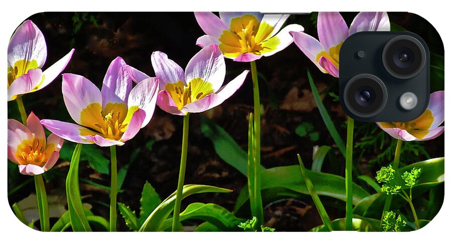 Tulips iPhone Case featuring the photograph Tulips Meadow Garden by Janis Senungetuk