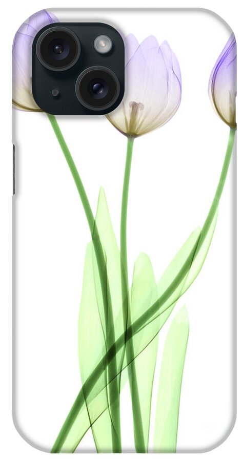 Tulip iPhone Case featuring the photograph Tulips, X-ray by Ted Kinsman