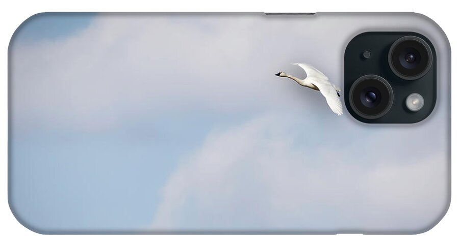 Tundra Swan (cygnus Columbianus) iPhone Case featuring the photograph Tundra Swan 2015-8 by Thomas Young