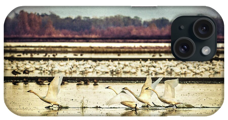 Swans iPhone Case featuring the photograph Tundra Swans Lift Off by Abram House
