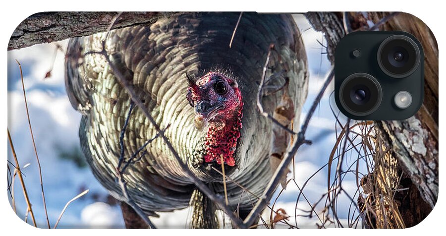 Wild Turkey Not The Whiskey iPhone Case featuring the photograph Turkey In the Brush by Paul Freidlund