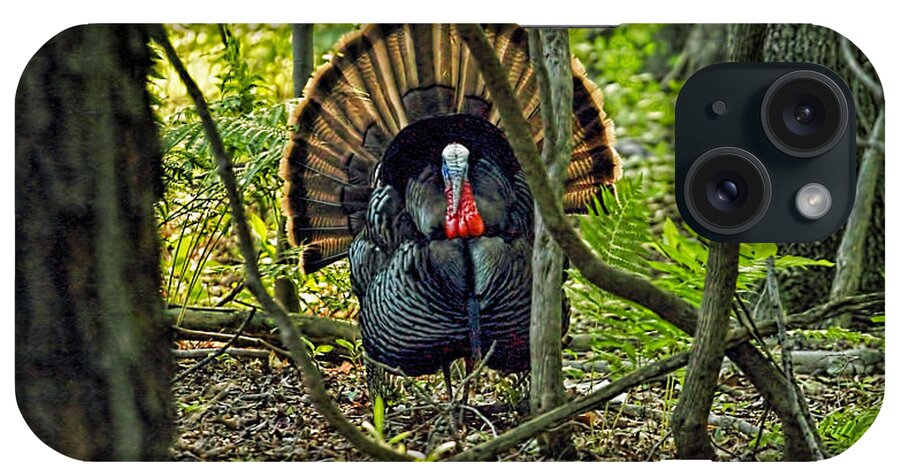 Recent iPhone Case featuring the photograph Turkey in woods with rim lighting from sunset by Geraldine Scull